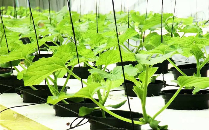 Cách trồng hạt dưa