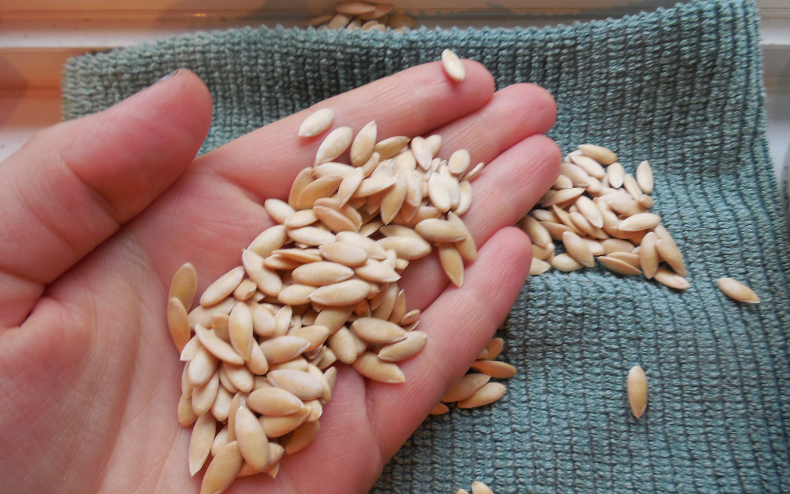 Cách trồng hạt dưa