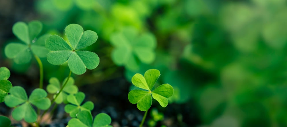 Cỏ ba lá hạnh phúc