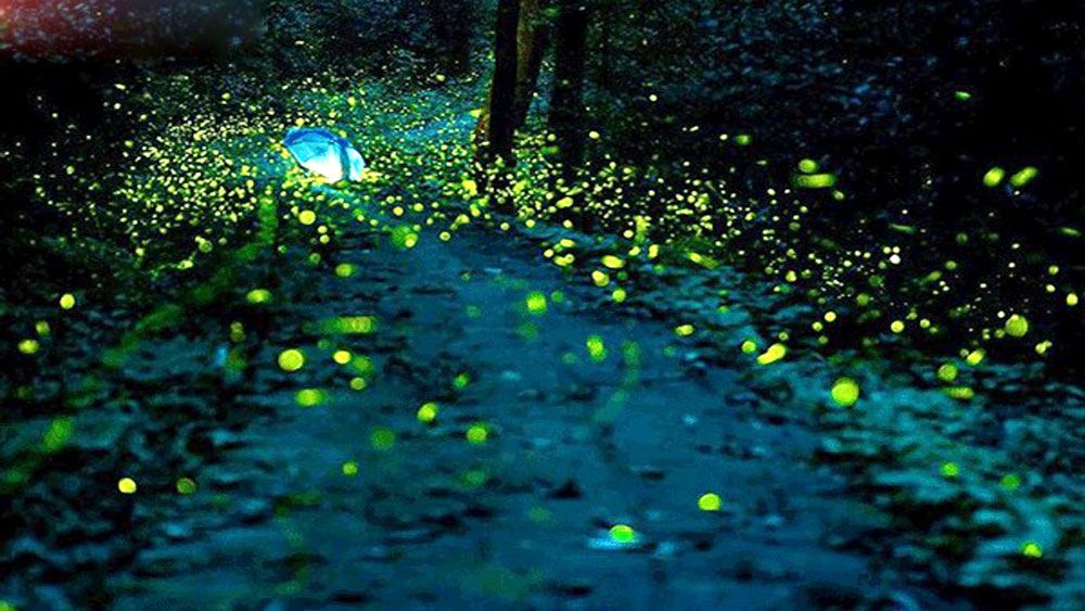 Ý nghĩa của việc mơ thấy bướm đêm và những con số may mắn liên quan là gì?