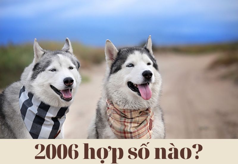 2006 là số mấy? Bin Tuất nam nữ hợp với số chẵn hay số lẻ?